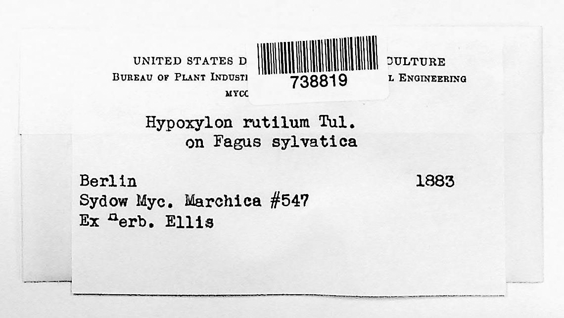 Hypoxylon rutilum
